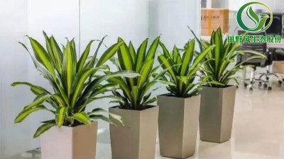 辦公室綠植租擺的7大好處