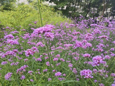 柳葉馬鞭草花種什么時(shí)候播種最好